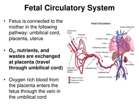 臍靜脈充氧血|胎兒血液循環(Fetal circulation)